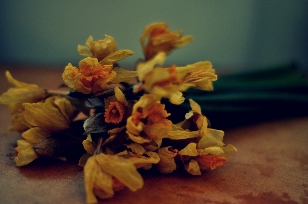 Dead Daffs by andycoleborn