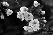 25th Mar 2012 - Cherry Blossoms 