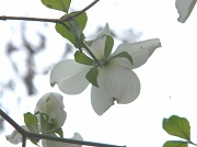 25th Mar 2012 - Dogwood Flower Closeup 3.25.12