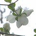 Dogwood Flower Closeup 3.25.12 by sfeldphotos