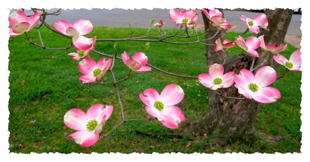 Pink Dogwood by allie912