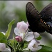 Apple blossoms and butterflies by cjwhite