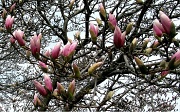 25th Mar 2012 - magnolia