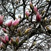 magnolia by summerfield
