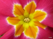 26th Mar 2012 - Primula Flower
