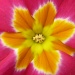 Primula Flower by tonygig