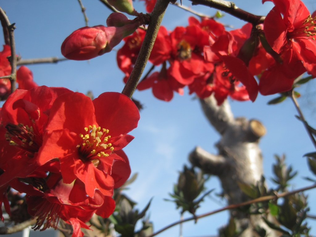 ornamental Japanese quince(aka chaenomeles Japonica) by quietpurplehaze