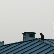 25th Mar 2012 - Just for fun: The cat on the roof... 