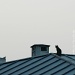 Just for fun: The cat on the roof...  by parisouailleurs