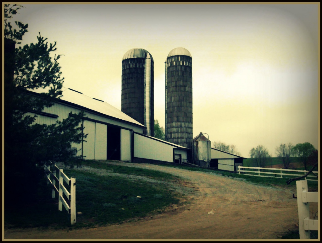 Amish Barn with Silos by olivetreeann