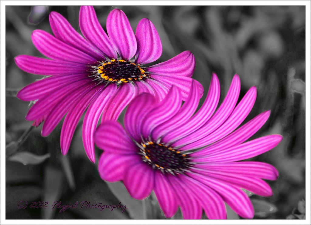 Twisted Asters by flygirl