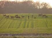 26th Mar 2012 - Deer in the evening sun