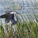 Heron in Reeds by twofunlabs