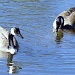 2 geese and a pond by dmdfday