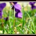 Dewdrops n Violets  23.3.12 by filsie65