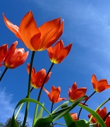 25th Mar 2012 - When it's Spring again I'll bring again, Tulips from Amst......errr ....Arnold