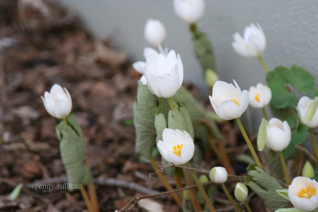 084 Spring flowers by pennyrae