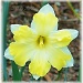 daffodil by mjmaven