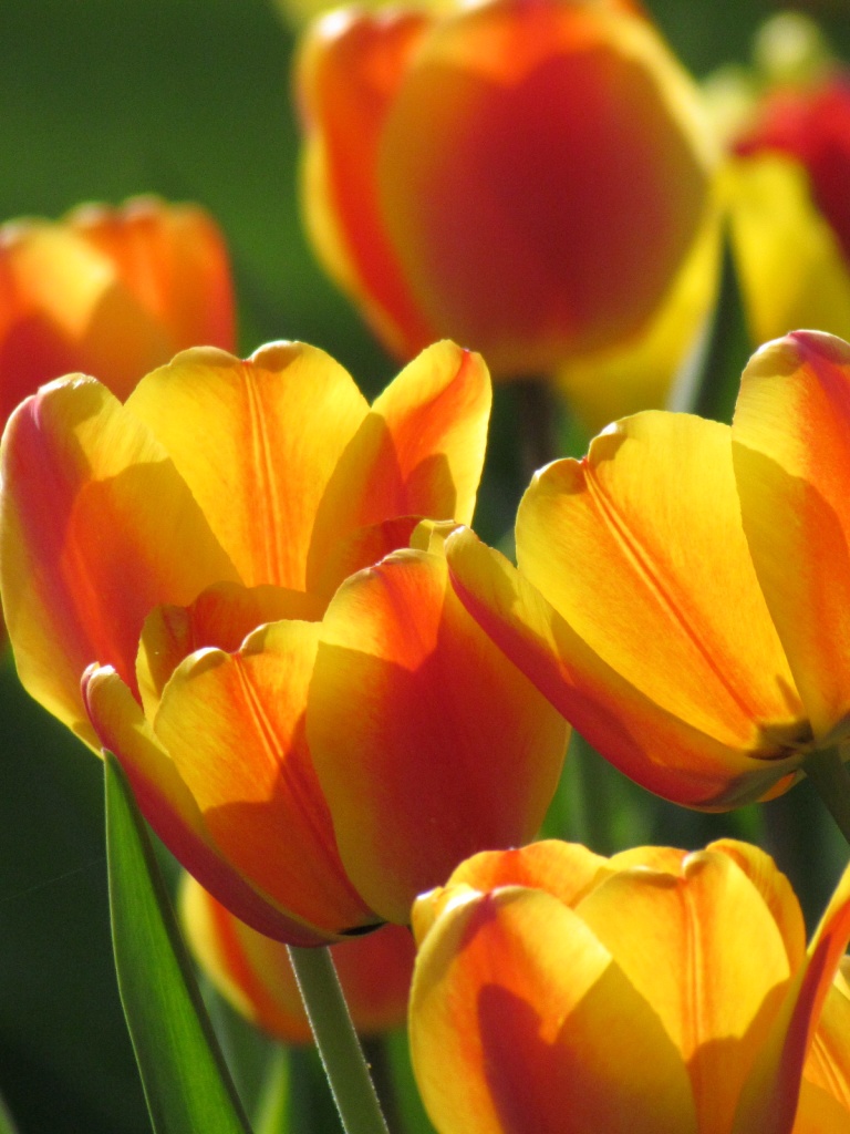 Margo's Tulips by juletee