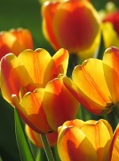 25th Mar 2012 - Margo's Tulips
