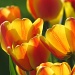 Margo's Tulips by juletee