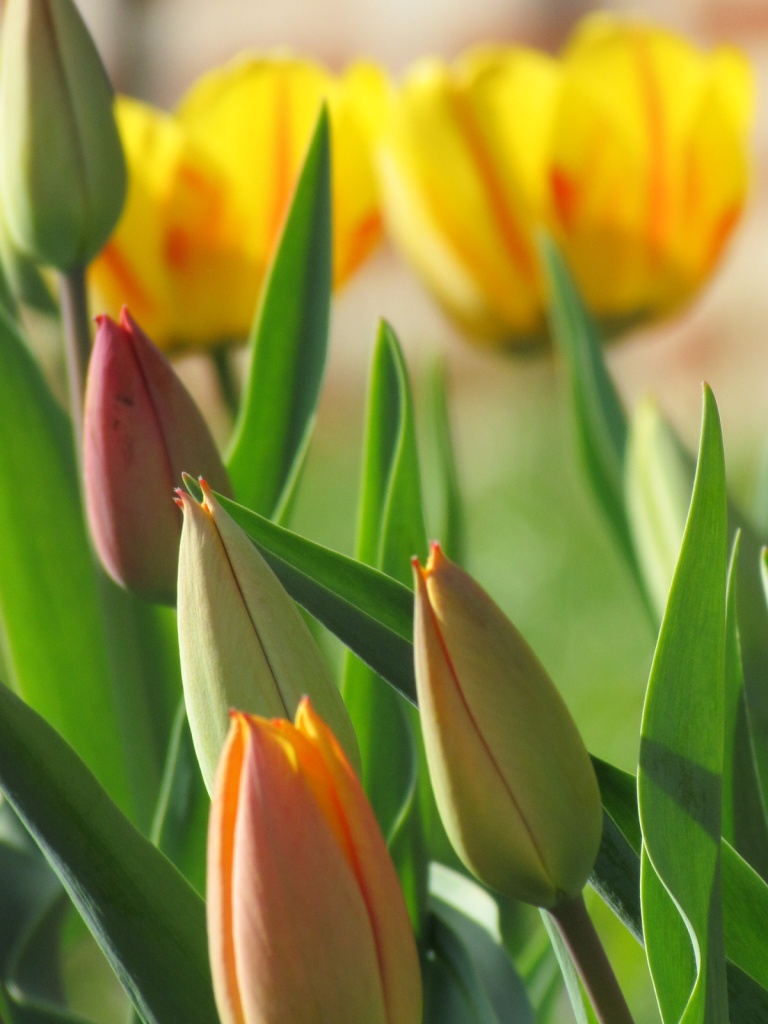Tulips Tomorrow by juletee