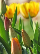 26th Mar 2012 - Tulips Tomorrow