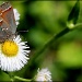 Butterflies make me smile! by cjwhite