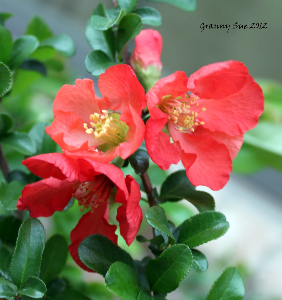 Orange Red Blossom by grannysue