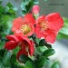 Orange Red Blossom by grannysue