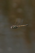 27th Mar 2012 - Dragonfly
