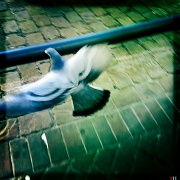 27th Mar 2012 - Pigeon hunt