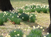 26th Mar 2012 - Daffodils