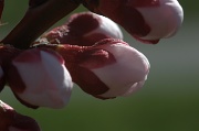 27th Mar 2012 - Plum Blossoms