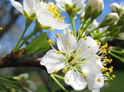27th Mar 2012 - plum tree blooms