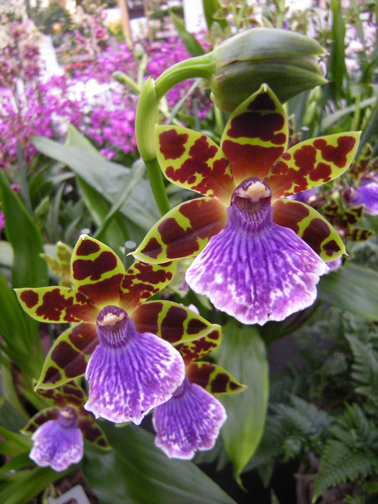 Vanda orchid by pyrrhula