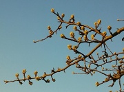 27th Mar 2012 - Pear Tree Buds Bursting