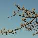 Pear Tree Buds Bursting by clairecrossley
