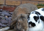 24th Mar 2012 - Bunny love