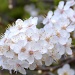 Blossom by nix