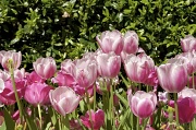 27th Mar 2012 - Tulips
