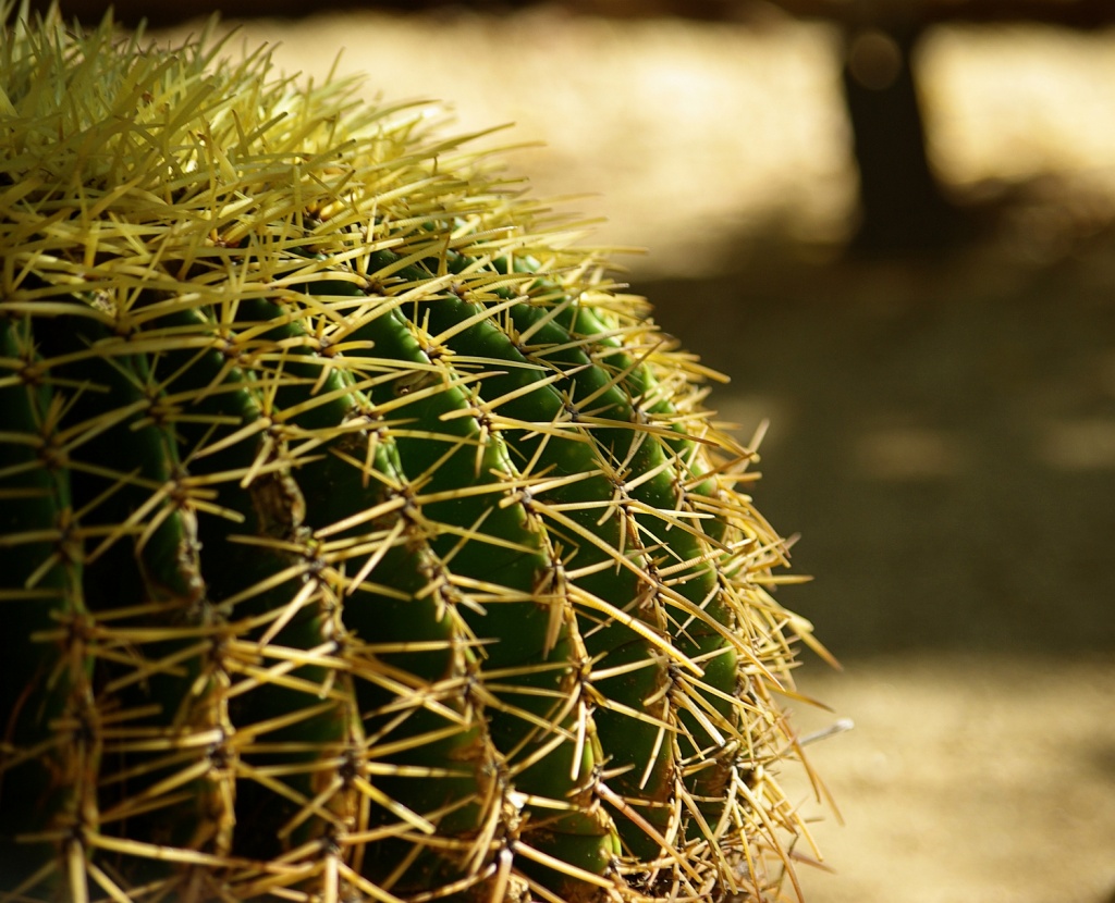 (Day 31) Rounded Cactus by cjphoto