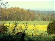 27th Mar 2012 - Patch of Yellow