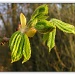 365-88 Sticky buds opening - definitely spring! by judithdeacon