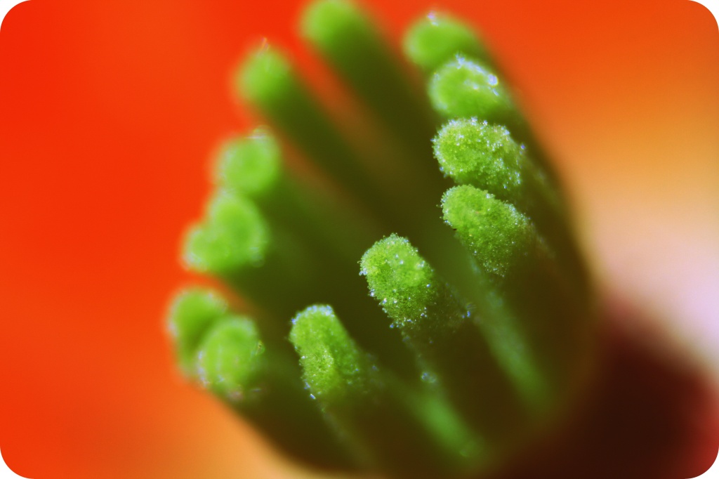 Inside A Cactus Flower by kerristephens