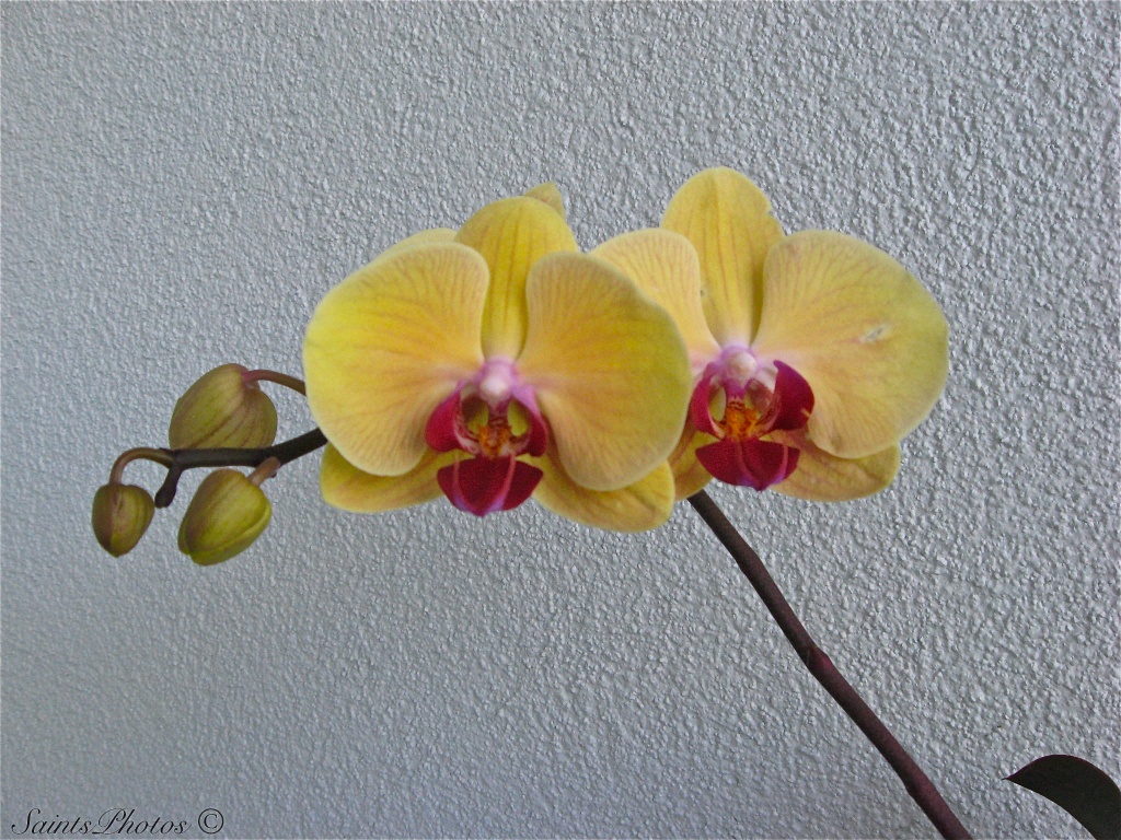 Update to Nana's other orchid by stcyr1up