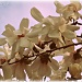 magnolia blossoms by mjmaven