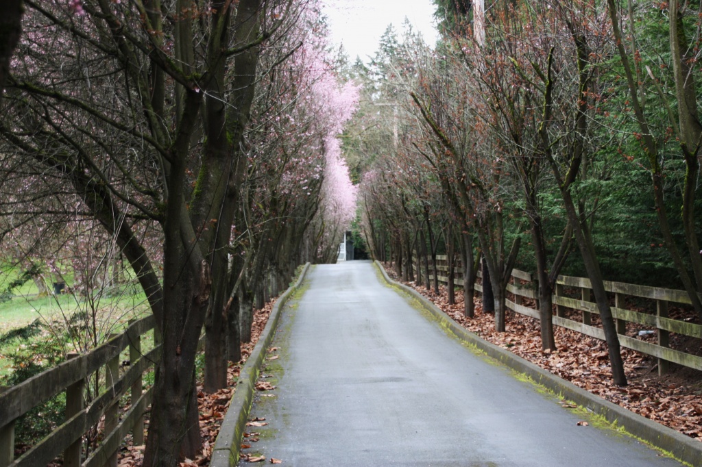 Blooming cherry trees by whiteswan