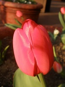 26th Mar 2012 - Tulip