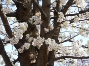 27th Mar 2012 - Blossoming Trees